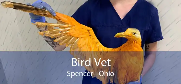Bird Vet Spencer - Ohio