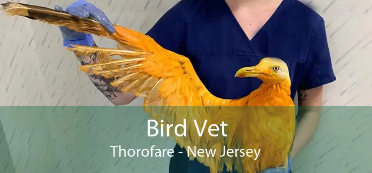 Bird Vet Thorofare - New Jersey