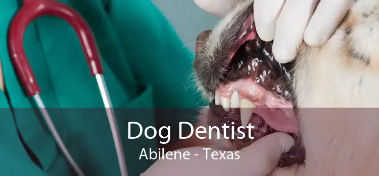 Dog Dentist Abilene - Texas