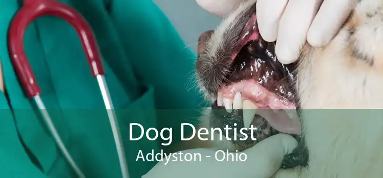 Dog Dentist Addyston - Ohio