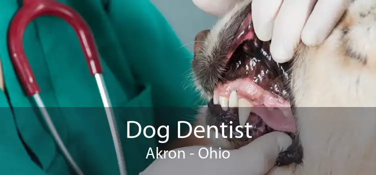 Dog Dentist Akron - Ohio