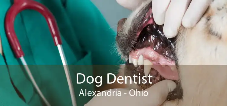 Dog Dentist Alexandria - Ohio
