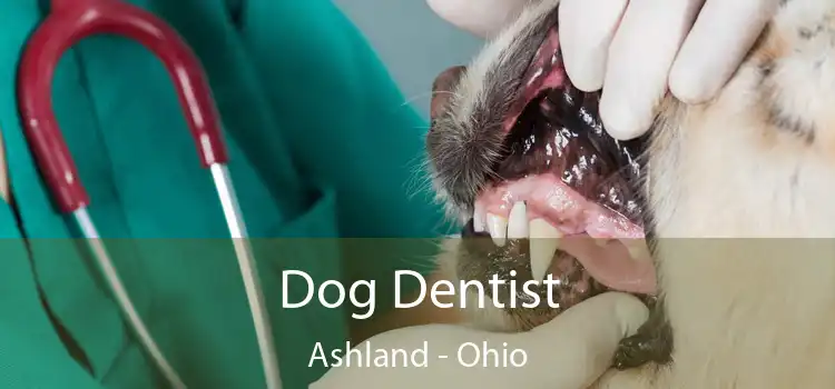 Dog Dentist Ashland - Ohio