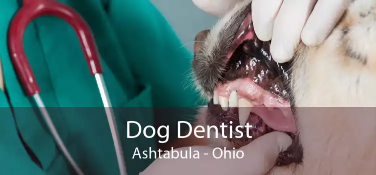 Dog Dentist Ashtabula - Ohio