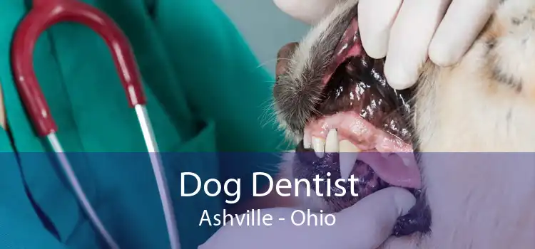 Dog Dentist Ashville - Ohio