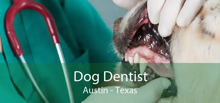 Dog Dentist Austin - Texas