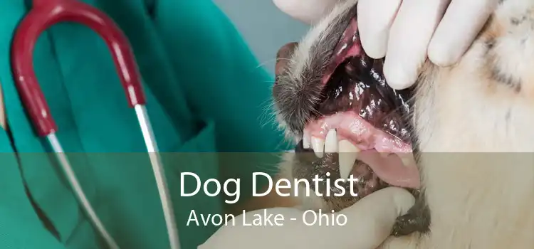 Dog Dentist Avon Lake - Ohio