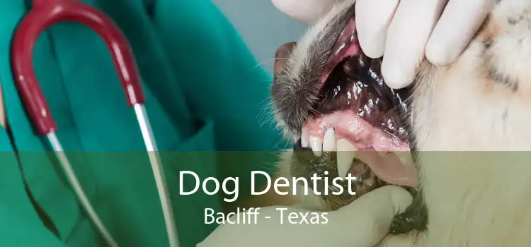 Dog Dentist Bacliff - Texas