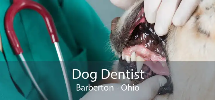 Dog Dentist Barberton - Ohio