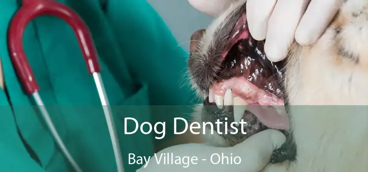 Dog Dentist Bay Village - Ohio