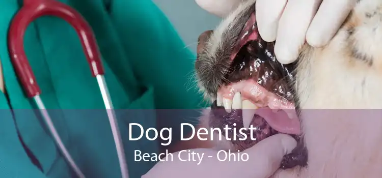 Dog Dentist Beach City - Ohio