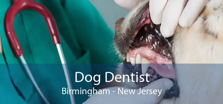 Dog Dentist Birmingham - New Jersey