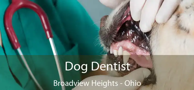Dog Dentist Broadview Heights - Ohio