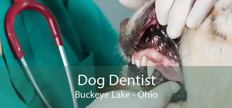 Dog Dentist Buckeye Lake - Ohio