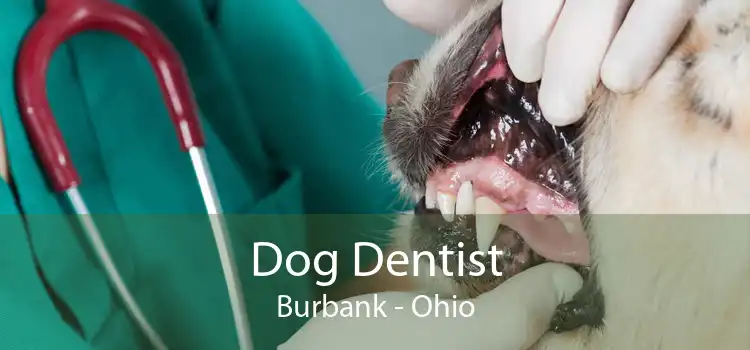 Dog Dentist Burbank - Ohio