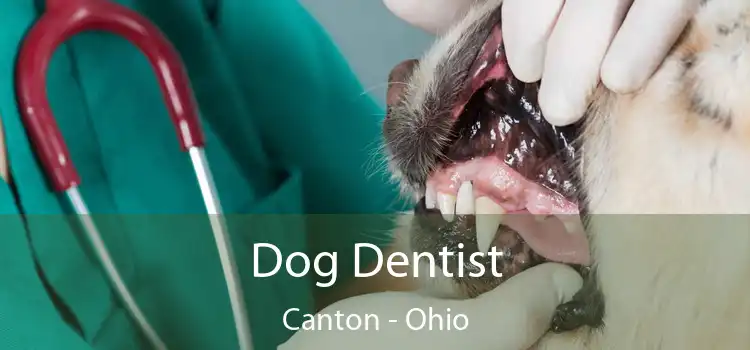 Dog Dentist Canton - Ohio