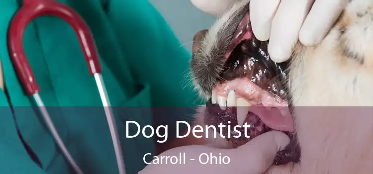 Dog Dentist Carroll - Ohio