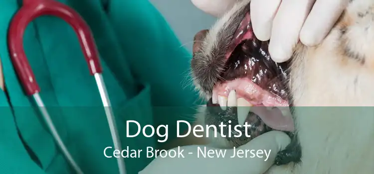 Dog Dentist Cedar Brook - New Jersey