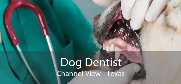 Dog Dentist Channel View - Texas
