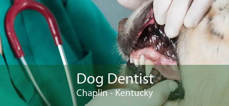 Dog Dentist Chaplin - Kentucky