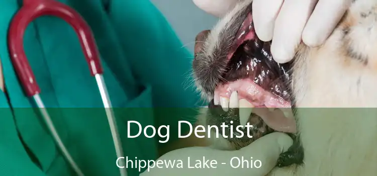 Dog Dentist Chippewa Lake - Ohio