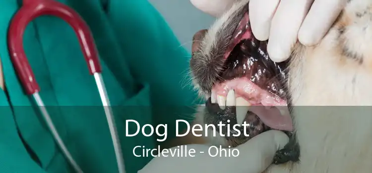 Dog Dentist Circleville - Ohio