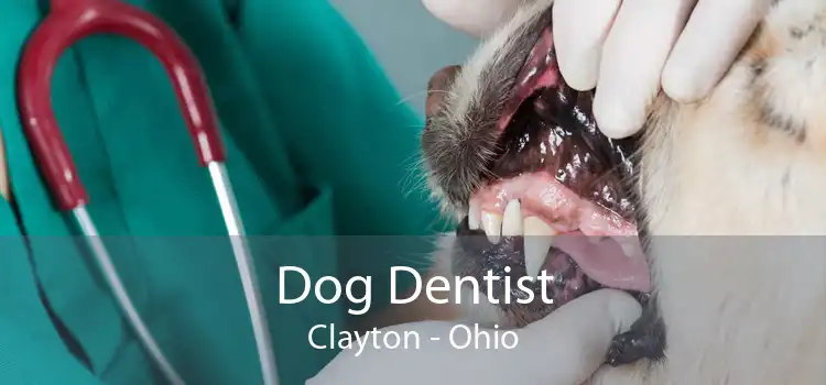 Dog Dentist Clayton - Ohio