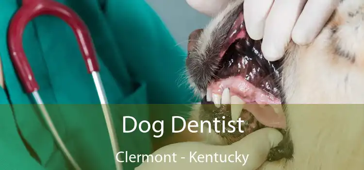 Dog Dentist Clermont - Kentucky