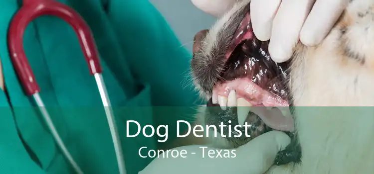 Dog Dentist Conroe - Texas