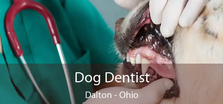 Dog Dentist Dalton - Ohio