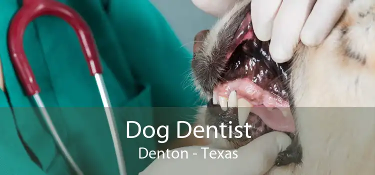 Dog Dentist Denton - Texas