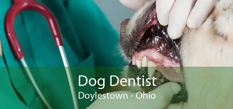 Dog Dentist Doylestown - Ohio