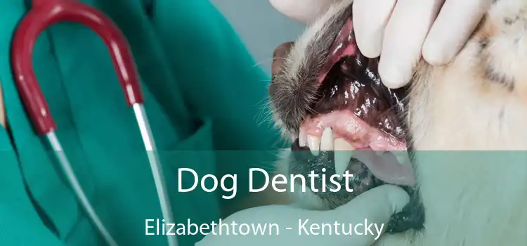 Dog Dentist Elizabethtown - Kentucky