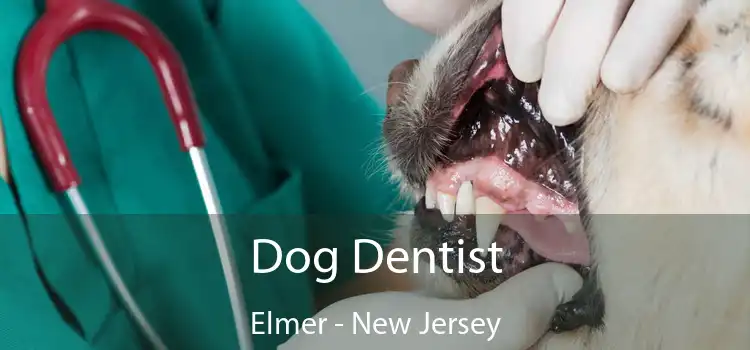 Dog Dentist Elmer - New Jersey