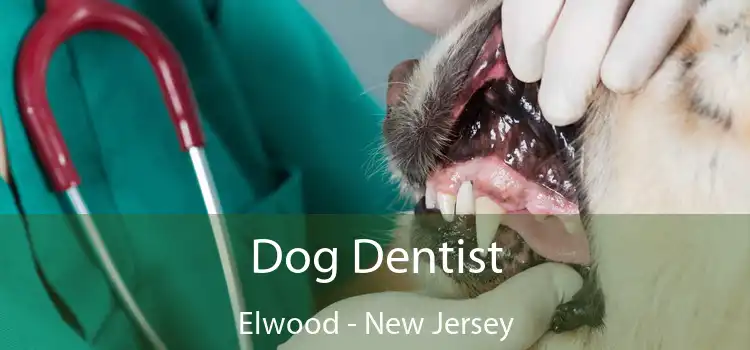 Dog Dentist Elwood - New Jersey