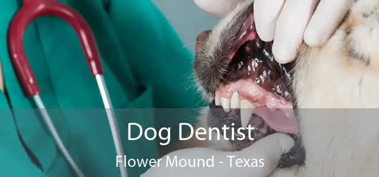 Dog Dentist Flower Mound - Texas