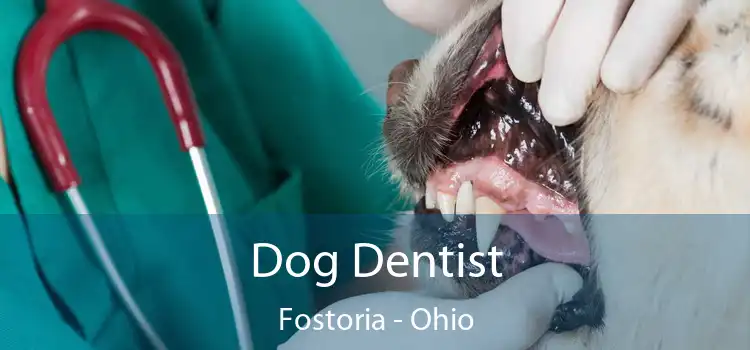 Dog Dentist Fostoria - Ohio