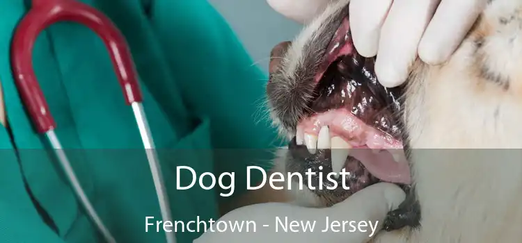 Dog Dentist Frenchtown - New Jersey