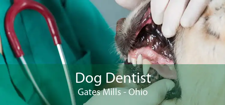 Dog Dentist Gates Mills - Ohio