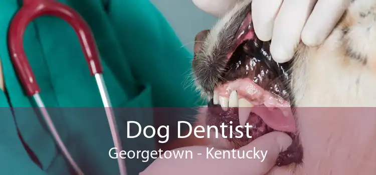 Dog Dentist Georgetown - Kentucky