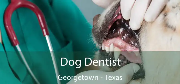 Dog Dentist Georgetown - Texas