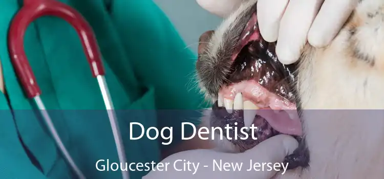 Dog Dentist Gloucester City - New Jersey