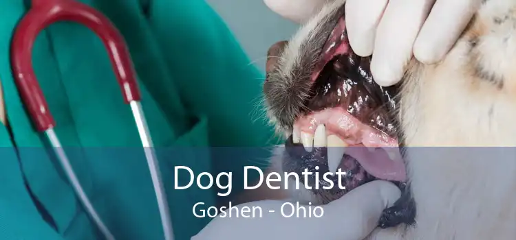 Dog Dentist Goshen - Ohio