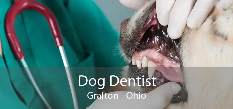 Dog Dentist Grafton - Ohio