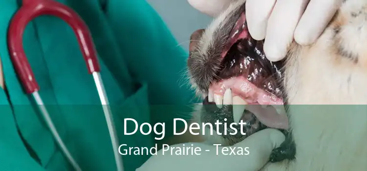 Dog Dentist Grand Prairie - Texas