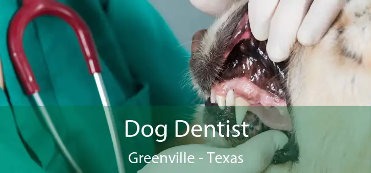 Dog Dentist Greenville - Texas
