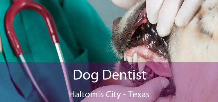 Dog Dentist Haltomis City - Texas