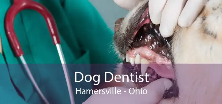 Dog Dentist Hamersville - Ohio