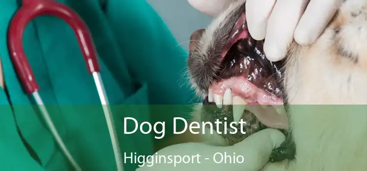 Dog Dentist Higginsport - Ohio