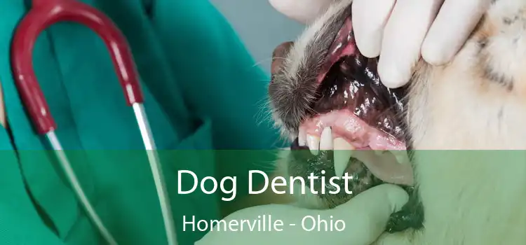 Dog Dentist Homerville - Ohio